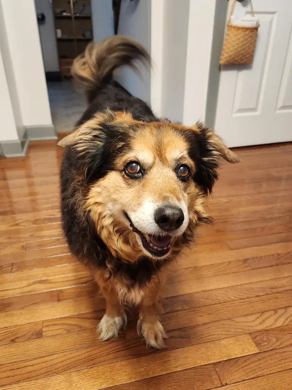 Dog