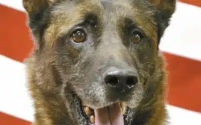 Professional K-9 Training & Working Dog | Custom Canine Unlimited.webp