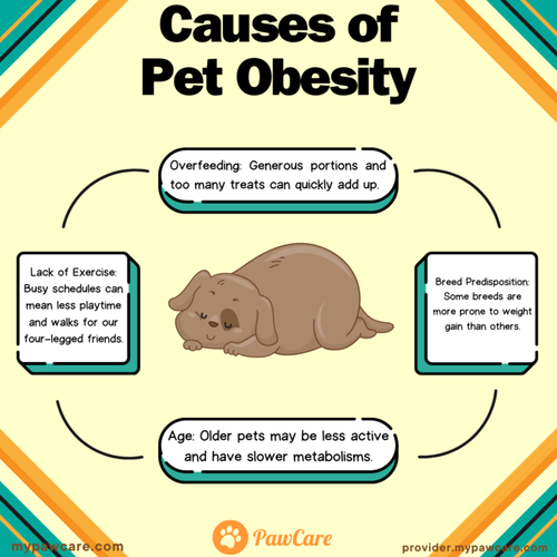 Causes of Pet Obesity.png
