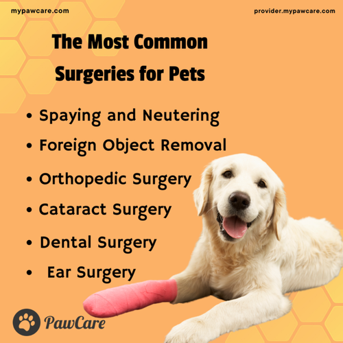 The Most Common Surgeries for Pets.png