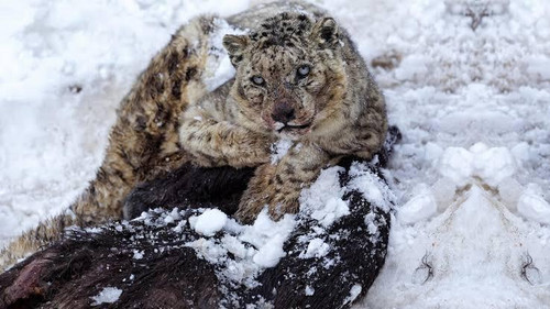 Snow Leopard in Spiti valley.jpg