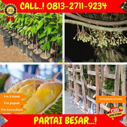 LANGSUNG DARI KEBUN ! H.Tovix CALL: 0813-2711-9234 Jual Tanaman Durian Duri Hitam Ke Kec.Merawang-De.jpg