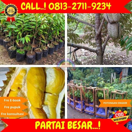 HARGA PETANI ! H.Tovix CALL: 0813-2711-9234 Jual Tanaman Durian Pendek Ke Kec.Merawang-Desa Serdang.jpg