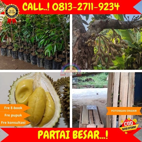 PALING DICARI ! H.Tovix CALL: 0813-2711-9234 Jual Pohon Durian Berbuah Ke Kec.Mendo Barat-Desa Damar.jpg