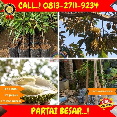 PROMO TERBATAS ! H.Tovix CALL: 0813-2711-9234 Jual Pohon Durian Berbuah Lebat Ke Kec.Mendo Barat-Des.jpg
