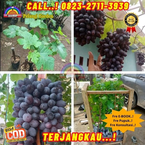 BIBIT UNGGULAN ! H.Tovix CALL: 0823-2711-3939 Jual Bibit Anggur Yang Cepat Berbuah Di Kebumen.jpg