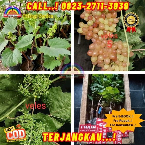 TERJANGKAU ! H.Tovix CALL: 0823-2711-3939 Jual Benih Anggur Import Di Kebumen.jpg
