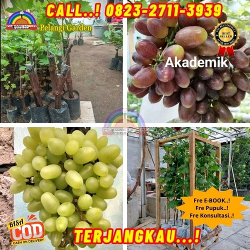 POTONGAN GILA ! H.Tovix CALL: 0823-2711-3939 Jual Bibit Anggur Yang Baik Di Kebumen.jpg