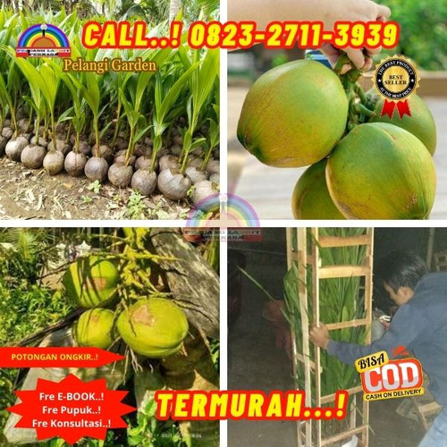 HARGA PENJUAL ! H.Tovix CALL : 0823-2711-3939 Penjual  Pohon Kelapa Ratu di Kebumen-Ambal-Sidareja.jpg