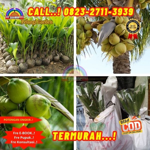HARGA MURAH ! H.Tovix CALL : 0823-2711-3939 Penjual Pohon Kelapa Rangda di Kebumen-Ambal-Sidoluhur.jpg