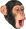 monkee.png