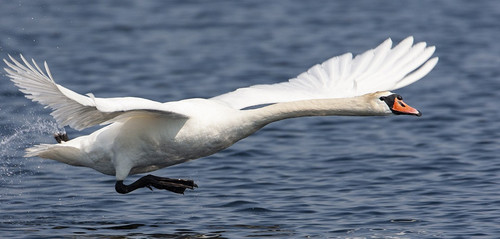 cigno.jpg