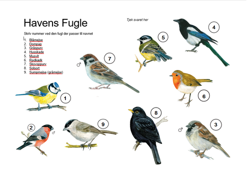 Havens fugle svarark.png