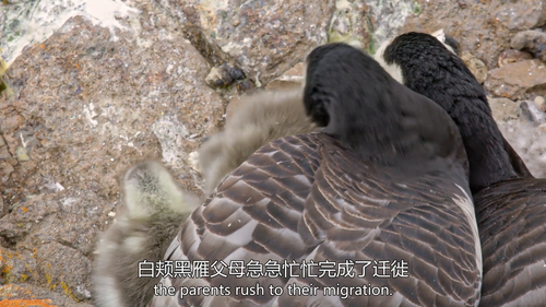 水深火热的星球.Hostile.Planet.S01.E01.2019.1080p.WEB DL.H264.AAC.2.0 DJWEB.mp4.scr2.png