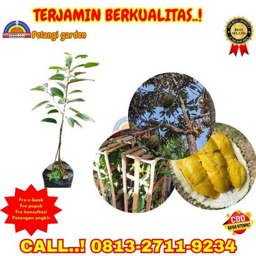 GRATIS KONSULTASI ! H.Tovix CALL: 0813-2711-9234 Jual Bibit Durian 3 Meter Ke Kec.Belinyu-Desa Air G.jpg
