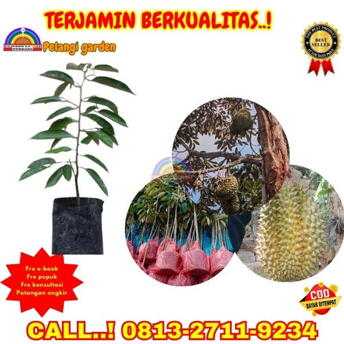 OPEN RESELLER ! H.Tovix CALL: 0813-2711-9234 Jual Benih Durian Bawor Ke Kec.Belinyu-Desa Kepayang.jpg