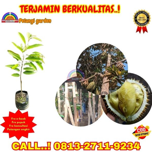 GARANSI BIBIT MATI ! H.Tovix CALL: 0813-2711-9234 Jual Bibit Durian 3 Kaki Ke Kec.Belinyu-Desa Bukit.jpg