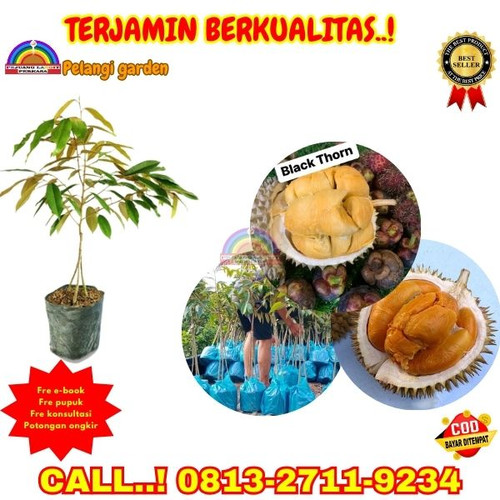 HARGA PARTAI ! H.Tovix CALL: 0813-2711-9234 Jual Benih Durian Black Thorn Ke Kec.Belinyu-Desa Kerkap.jpg