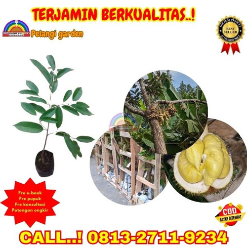 TEREKOMENDASI ! H.Tovix CALL: 0813-2711-9234 Jual Bibit Durian 2 Tahun Berbuah Ke Kec.Sungai Liat-De.jpg