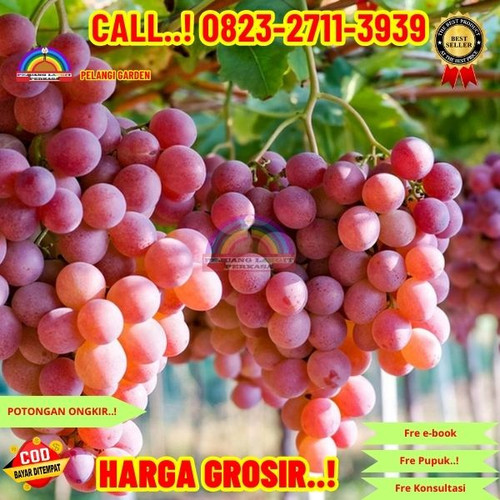 527. Jual bibit Anggur Tanpa biji.jpg