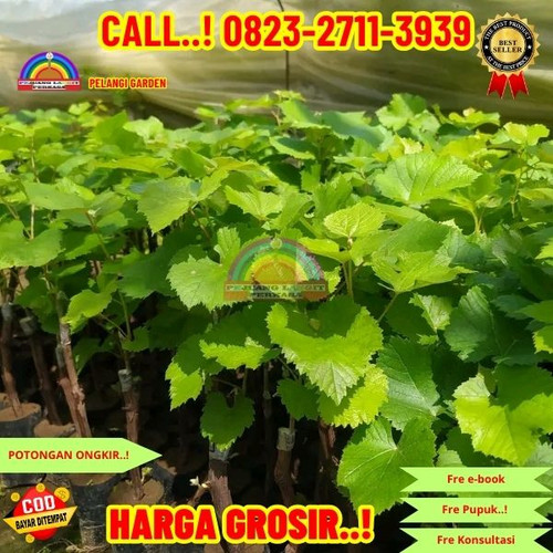 526. Jual bibit Anggur Tanpa biji.jpg