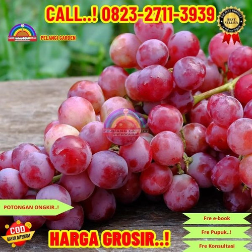 528. Jual bibit Anggur Tanpa biji.jpg