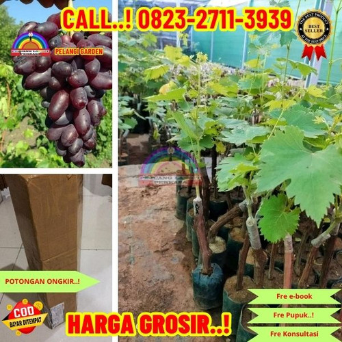 POTONGAN GILA ! H.Tovix CALL: 0823-2711-3939 Jual Bibit Anggur Unggul Di Kebumen.jpg