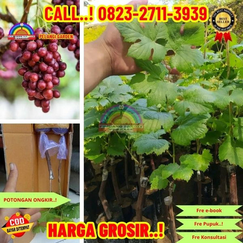 ONGKIR MURAH ! H.Tovix CALL: 0823-2711-3939 Jual Bibit Anggur Trubus Di Kebumen.jpg
