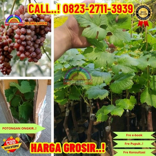 GRATIS ONGKIR ! H.Tovix CALL: 0823-2711-3939 Jual Bibit Anggur Tropical Di Kebumen.jpg