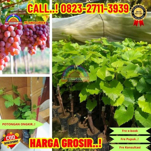 AMANAH ! H.Tovix CALL: 0823-2711-3939 Jual Bibit Anggur Tanpa Biji Di Kebumen.jpg