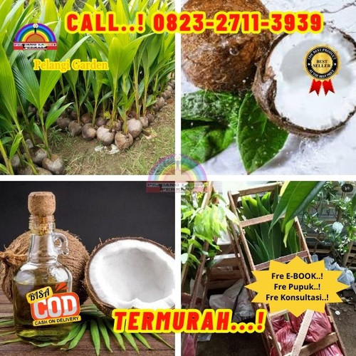 HARGA GROSIR ! H.Tovix CALL : 0823-2711-3939 Penjual Pohon Kelapa Kopra di Kebumen-Ambal-Entak.jpg