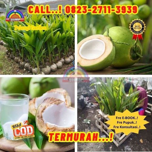 LANGSUNG PETANI ! H.Tovix CALL : 0823-2711-3939 Penjual Pohon Kelapa Muda di Kebumen-Ambal-Gondangle.jpg