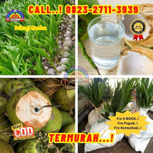 HARGA MURAH ! H.Tovix CALL : 0823-2711-3939 Penjual Pohon Kelapa Mini di Kebumen-Ambal-Kaibonpetangk.jpg