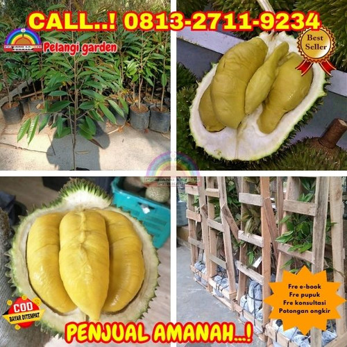 PRODUSEN BIBIT UNGGULAN ! H.Tovix CALL: 0813-2711-9234 Jual Benih Durian Cane Ke Kec.Belinyu-Desa Su.jpg
