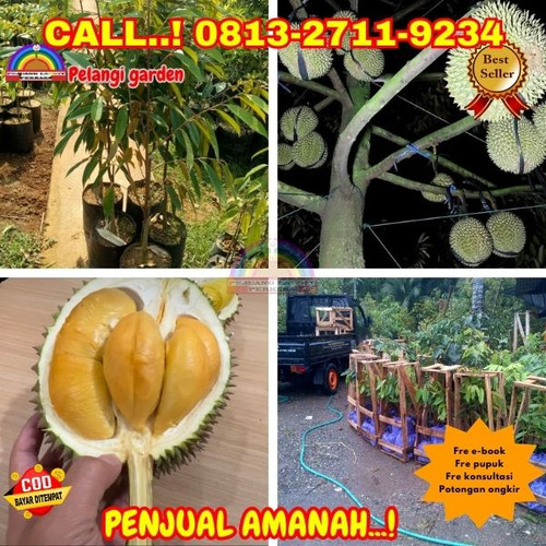LANGSUNG PETANI ! H.Tovix CALL: 0813-2711-9234 Jual Benih Durian Cangkok Ke Kec.Merawang-Desa Air An.jpg