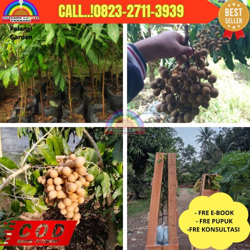 TERBATAS ! CALL: 0823-2711-3939 Jual Bibit Kelengkeng Jogja Di Kebumen Kebumen-Mengkowo.jpg