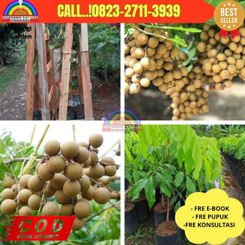 TERJANGKAU ! CALL: 0823-2711-3939 Jual Bibit Kelengkeng Diamond Di Kebumen Kebumen-Kawedusan.jpg