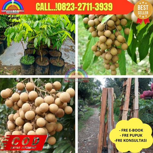 COD ! CALL: 0823-2711-3939 Jual Bibit Kelengkeng Jumbo Di Kebumen Kebumen-Kutosari.jpg