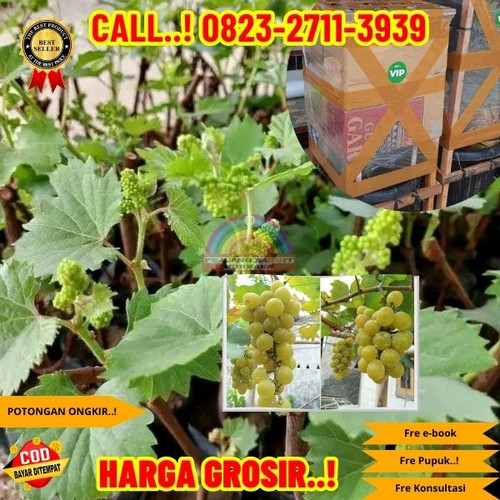 LANGSUNG PETANI ! H.Tovix CALL: 0823-2711-3939 Jual Bibit Anggur Vania Di Kebumen.jpg