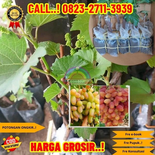 HARGA PARTAI ! H.Tovix CALL: 0823-2711-3939 Jual Bibit Anggur Victor Di Kebumen.jpg