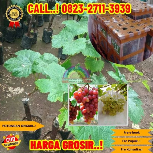 572. Jual bibit anggur Veles.jpg