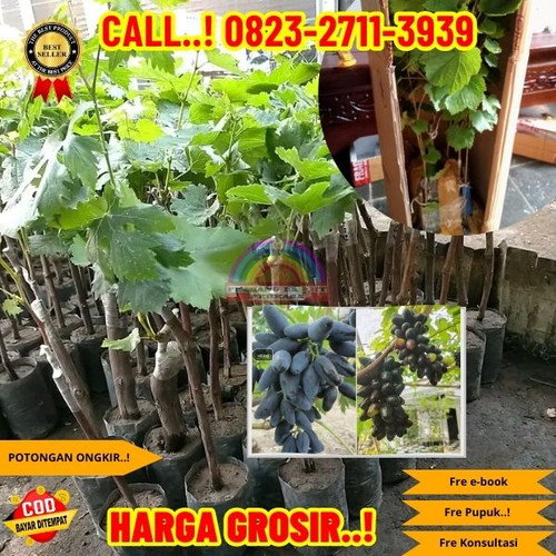 BISA COD ! H.Tovix CALL: 0823-2711-3939 Jual Bibit Anggur Viking Di Kebumen.jpg