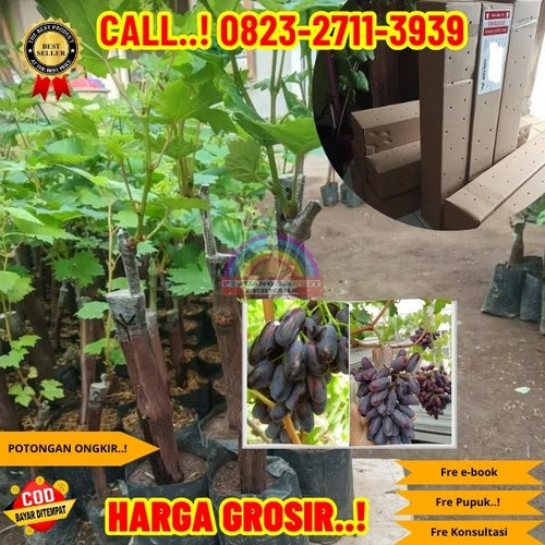 TERBATAS ! H.Tovix CALL: 0823-2711-3939 Jual Bibit Anggur Ungu Di Kebumen.jpg