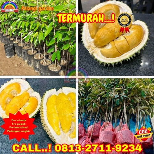 HARGA PETANI ! H.Tovix CALL: 0813-2711-9234 Jual Bibit Durian Yang Unggul Ke Kec.Sungai Liat-Desa Ai.jpg