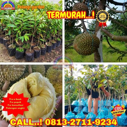 TERPERCAYA ! H.Tovix CALL: 0813-2711-9234 Jual Bibit Durian 1 Tahun Berbuah Ke Kec.Sungai Liat-Desa.jpg