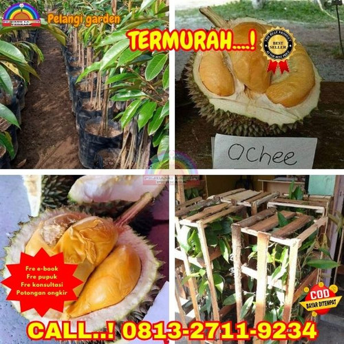 HARGA RESELLER ! H.Tovix CALL: 0813-2711-9234 Jual Bibit Durian Yang Paling Cepat Berbuah Ke Kec.Sun.jpg