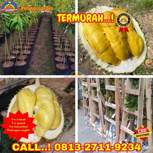 LANGSUNG PETANI ! H.Tovix CALL: 0813-2711-9234 Jual Bibit Durian Yang Cocok Di Dataran Rendah Ke Kec.jpg
