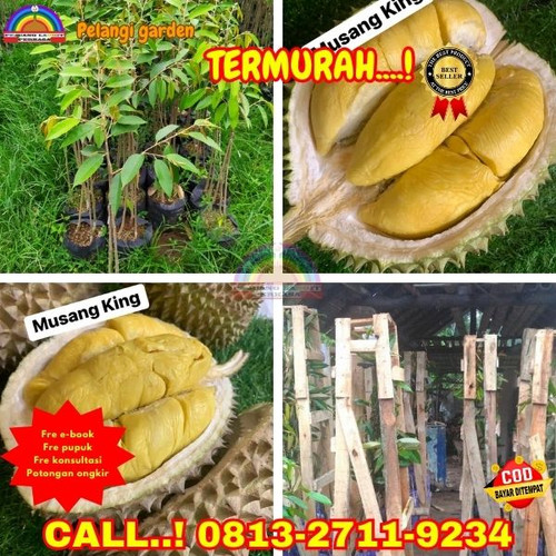 HARGA GROSIR ! H.Tovix CALL: 0813-2711-9234 Jual Bibit Durian Yang Baik Ke Kec.Sungai Liat-Desa Air.jpg