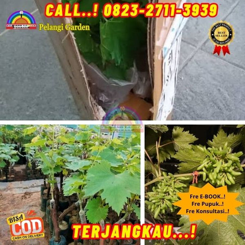 GRATIS ONGKIR ! H.Tovix CALL: 0823-2711-3939 Jual Bibit Anggur Yang Bagus Di Kebumen.jpg