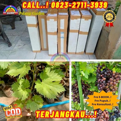 DISKON GILA ! H.Tovix CALL: 0823-2711-3939 Jual Bibit Anggur Yang Manis Di Kebumen.jpg